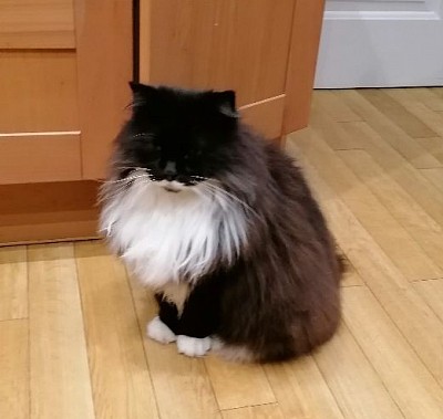 Fluffy